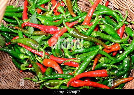 Frische rote und grüne Chilischoten, die im Garten geerntet und im Weidenkorb angebaut werden Stockfoto