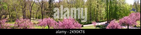 Banner, Sakura rund um den Fliegeberg im Liliental Park, Südberlin. Rosa Sakura vor normalen Bäumen mit frischen Frühlingsgrünen Blättern. Panorama Stockfoto