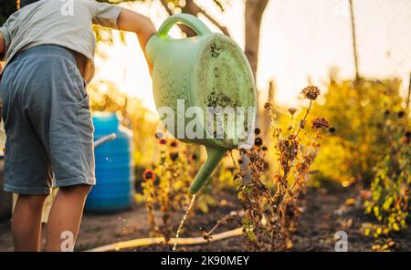 Junge wässern Blumen aus einer Gießkannne draußen am sonnigen Tag bei Sonnenuntergang. Bildungskonzept. Gartenkonzept. Frühlingsblumen im Garten. Pflanzenpflege Stockfoto