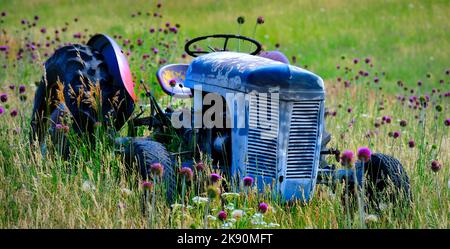 Alter roter Traktor auf dem Feld mit Blumen, die als antike Vintage-Farm-Maschine aufgegeben wurden Stockfoto