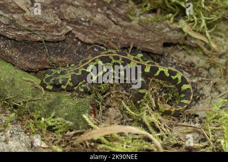 Eine Aufnahme eines marmorierten Molchsalamanders auf einem Waldboden in einem hohen Winkel Stockfoto