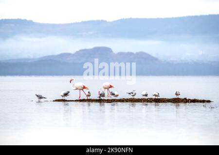 Große Flamingos, Phoenicopterus roseus und Möwen, die sich in den Untiefen des Lake Nakuru, Kenia, ernähren. Stockfoto