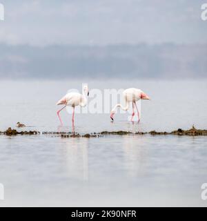 Weiche und hohe Verarbeitung von zwei großen Flamingos, Phoenicopterus roseus, die in den Untiefen des Lake Nakuru, Kenia, fressen. Stockfoto