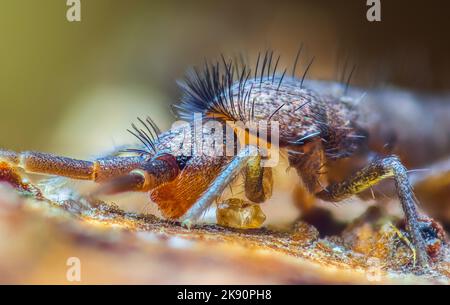 Schlanker Springschwanz, Orchesella flavescens auf Holz, Nahaufnahme Fokus gestapelt Makro-Foto Stockfoto