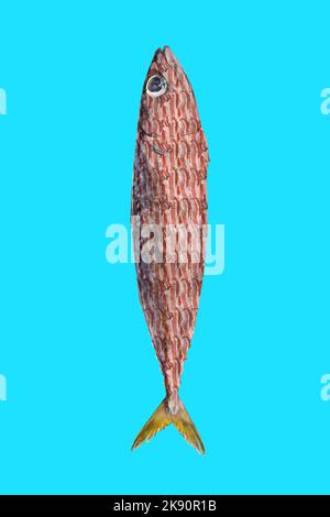 Kunstcollage mit Makrelenfisch und Speck. Foto auf einem Sommer Pastell Hintergrund. Modernes Essenskonzept. Idee für Werbung und Marketing. Für Text platzieren Stockfoto