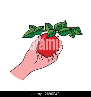 Hand- und Apfelbaum-Zweig. Äpfel pflücken. Ernte. Zweig mit reifen Apfel isoliert auf weißem Hintergrund. Vektorgrafik flach. Stock Vektor