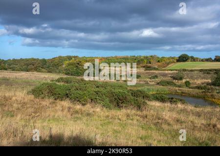 Blick über das Daisy Hill Nature Reserve bei Herbstsonne Stockfoto