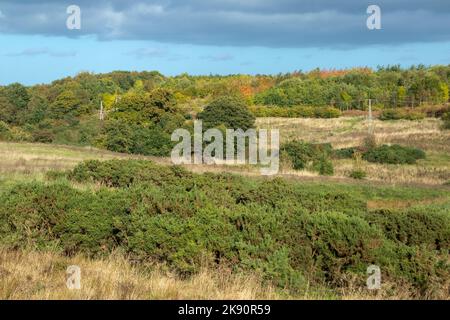 Blick über das Daisy Hill Nature Reserve bei Herbstsonne Stockfoto