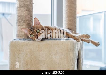 Eine Hauskatze nippt auf einem Katzenbett auf einem Kratzbaum vor dem Fenster. Stockfoto