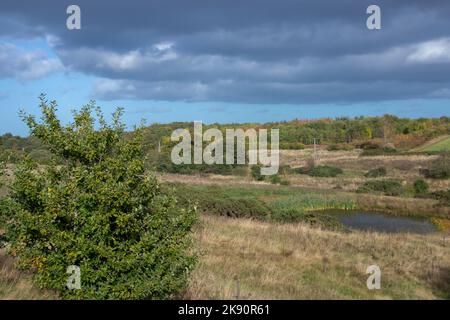 Blick über das Daisy Hill Nature Reserve bei Herbstsonne Stockfoto