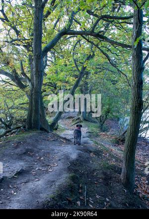 Kleiner Hund, der im Herbst durch Bäume hinunterschaut Stockfoto