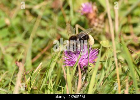 Zigeuner-Kuckuckbiene, die sich vom Pollen und Nektar einer Wildblume ernährt. Hertfordshire, England, Großbritannien. Stockfoto