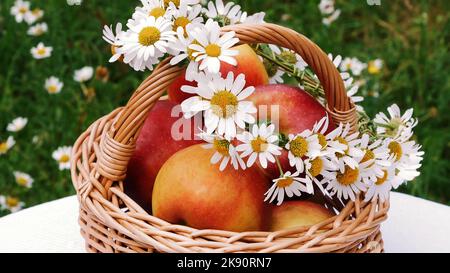 Nahaufnahme. Schöne rote Äpfel in einem Korb, mitten in einem blühenden Gänseblümchenfeld, Rasen. Auf dem Korb liegt ein Kranz aus weißen Kamillen. Hochwertige Fotos Stockfoto