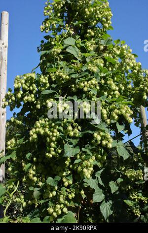 Gemeiner Hopfen (Humulus lupulus) Pflanze gegen blauen Himmel. Stockfoto