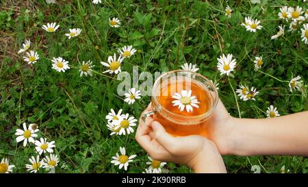 Nahaufnahme, vor dem Hintergrund von Kamille und grünem Gras, halten Kinderhände eine Glastasse mit Kamillentee fest. Oben in der Tasse gibt es eine schöne Gänseblümchen. Hochwertige Fotos Stockfoto