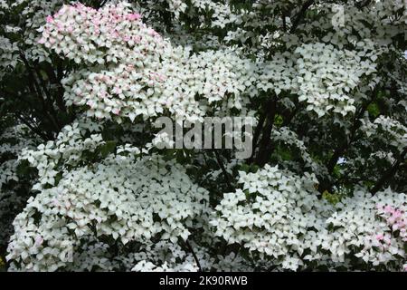 Blühendes chinesisches Dogwood (Cornus kousa var. chinensis) Stockfoto