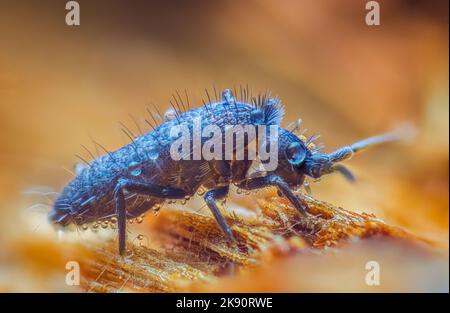 Schlanker Springschwanz, Orchesella flavescens auf Holz, Nahaufnahme Fokus gestapelt Makro-Foto Stockfoto