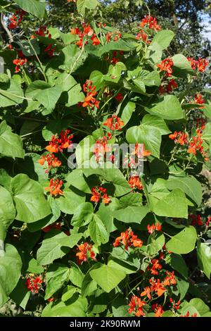 Scarlet Runner Bean 'Scarlet Emperor' Pflanzen mit Blumen. Stockfoto