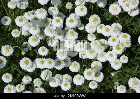 Römische Kamille (Chamaemelum nobile 'Flore Pleno') im Garten. Stockfoto