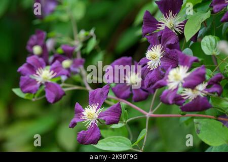 Clematis Blue Belle, Clematis viticella Blue Belle, Viticella clematis, Blue Belle. Viticella-Gruppe, tiefviolette Clematis. Stockfoto