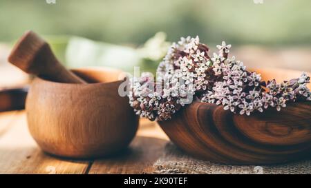 Asclepias, Asclepias syriaca, gemeinhin als gemeine Milchkraute, Schmetterlingsblume und Virginia Seidenkraut in hölzernen Umweltplatte auf dem Tisch. Kochen Stockfoto