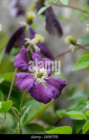 Clematis Blue Belle, Clematis viticella Blue Belle, Viticella clematis, Blue Belle. Viticella-Gruppe, tiefviolette Clematis. Stockfoto