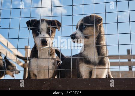 Blauäugige Husky-Welpen aus Alaska sitzen an warmen sonnigen Tagen in der Voliere hinter dem Netz. Verlassene, muttierte junge Hunde im Käfig traurig und schauend, hungrig und unnecess Stockfoto