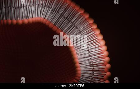 Lipid-Bilayer oder Phospholipid-Bilayer. 3D Rendern. Stockfoto