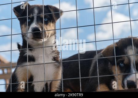 Blauäugige Husky-Welpen aus Alaska sitzen an warmen sonnigen Tagen in der Voliere hinter dem Netz. Verlassene, muttierte junge Hunde im Käfig traurig und schauend, hungrig und unnecess Stockfoto