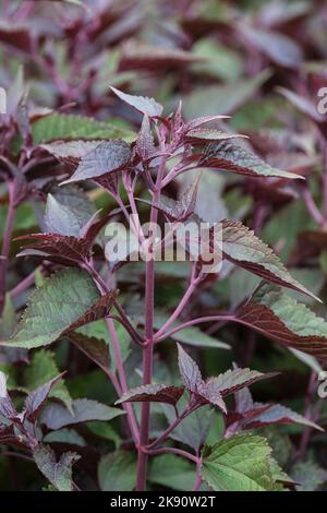 Ageratina altissima 'Chocolate', Boneset 'Chocolate', Eupatorium rugosum 'Chocolate, Snakeroot 'Chocolate'. Krautige Staude, violette Stängel, dunkler Lch Stockfoto