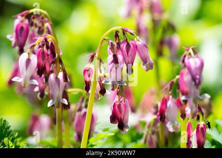 Blutendes Herz, Dicentra formosa, Blume, Frühling, Rosa, Blühend, Pflanze Stockfoto