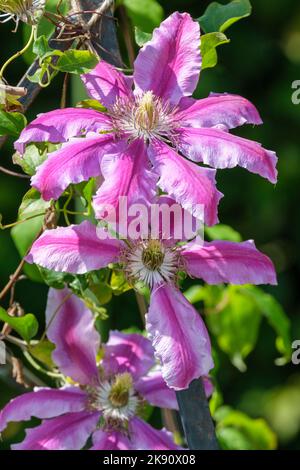 Clematis 'Doctor Ruppel', früh große, blühende Clematis, rosa Band entlang der Blütenblätter, schokoladenfarbene Anther Stockfoto