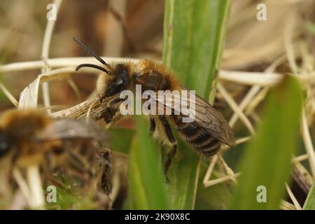 Eine Nahaufnahme einer niedlichen, flauschigen männlichen Frühlingsbiene, Colletes cunicularius, umgeben von Blättern in einem Wald Stockfoto