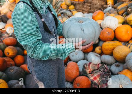 Weibliche Hände halten einen kleinen Kürbis aus. Stockfoto