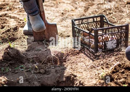 Bauernstiefel auf Spaten, Graben vorbereiten. Eine Schachtel Kartoffeln zum Anpflanzen. Kartoffelwuchs mit Augen, Augenhöhle, Knospe erschien. Chitting Solanum Stockfoto