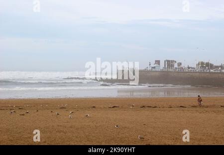 Möwen und eine einsame Person am Strand an einem windigen Oktobernachmittag Playa de San Lorenzo Gijon Asturias Spanien Stockfoto