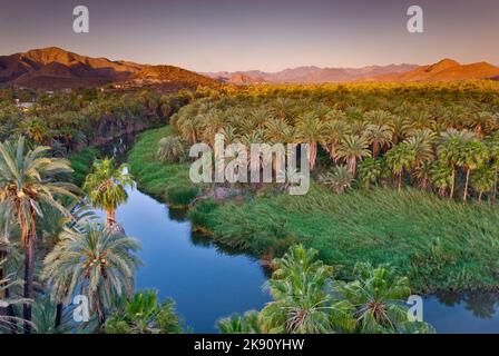 Dattelpalmen und Fächerpalmen bei Sonnenaufgang, Mulege, Sierra de Guadalupe in der Ferne, Baja California Sur, Mexiko Stockfoto