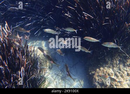 Gestreifte Seebrasse (Lithognathus mormyrus) Zypern, östliches Mittelmeer. Stockfoto