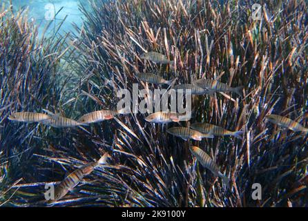 Gestreifte Seebrasse (Lithognathus mormyrus) Zypern, östliches Mittelmeer. Stockfoto