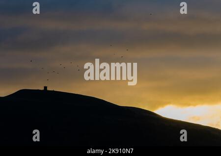 Vogelschar über Rivington Pike Winter Hill bei Sonnenaufgang mit Silhouetten und Bewegungsunschärfen Stockfoto