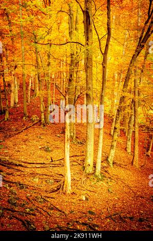Herbst im Buila Vanturarita Nationalpark, Karpaten, Rumänien. Lebendige Herbstfarben im Wald. Farbenfrohe Herbstblätter. Grün, gelb, orange, Stockfoto