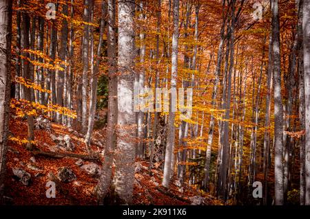 Herbst im Buila Vanturarita Nationalpark, Karpaten, Rumänien. Lebendige Herbstfarben im Wald. Farbenfrohe Herbstblätter. Grün, gelb, orange, Stockfoto