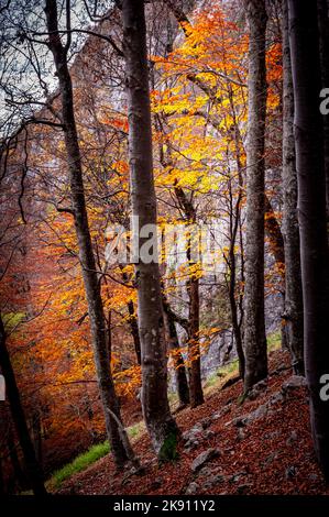 Herbst im Buila Vanturarita Nationalpark, Karpaten, Rumänien. Lebendige Herbstfarben im Wald. Farbenfrohe Herbstblätter. Grün, gelb, orange, Stockfoto