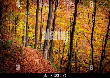 Herbst im Buila Vanturarita Nationalpark, Karpaten, Rumänien. Lebendige Herbstfarben im Wald. Farbenfrohe Herbstblätter. Grün, gelb, orange, Stockfoto