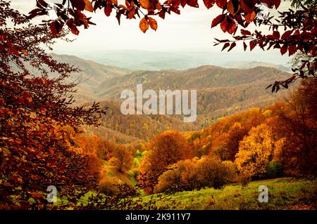 Herbst im Buila Vanturarita Nationalpark, Karpaten, Rumänien. Lebendige Herbstfarben im Wald. Farbenfrohe Herbstblätter. Grün, gelb, orange, Stockfoto