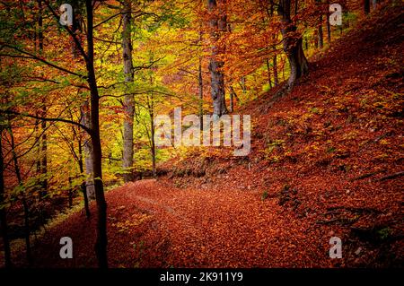 Herbst im Buila Vanturarita Nationalpark, Karpaten, Rumänien. Lebendige Herbstfarben im Wald. Farbenfrohe Herbstblätter. Grün, gelb, orange, Stockfoto