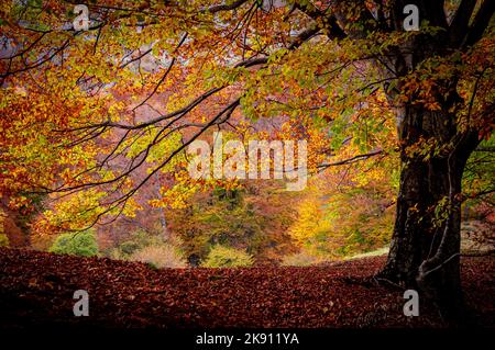 Herbst im Buila Vanturarita Nationalpark, Karpaten, Rumänien. Lebendige Herbstfarben im Wald. Farbenfrohe Herbstblätter. Grün, gelb, orange, Stockfoto