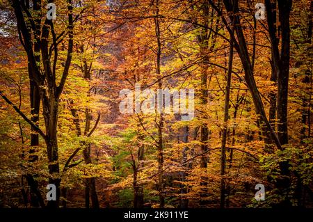 Herbst im Buila Vanturarita Nationalpark, Karpaten, Rumänien. Lebendige Herbstfarben im Wald. Farbenfrohe Herbstblätter. Grün, gelb, orange, Stockfoto