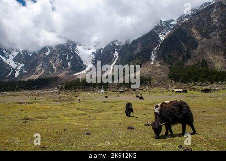 Der einheimische Yak weidet in den wunderschönen Bergen im Yumesamdong-Tal Stockfoto