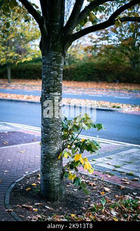 Eine vertikale Aufnahme einer wilden Pflanze, die in der Nähe eines Baumes auf einer Straße mit heruntergefallenen Blättern wächst Stockfoto